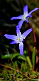 Vibrant purple flowers with green background in nature setting.