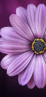 Close-up of a vibrant purple flower with detailed petals against a dark background.