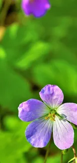 Purple flower on lush green background, nature wallpaper.