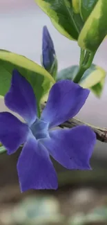 Close-up of a vibrant purple flower with green leaves.