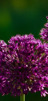 Vibrant purple flower with green background wallpaper.