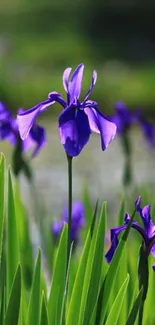 Purple flowers with green leaves on a serene background.