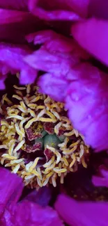 Vibrant close-up of purple flower petals with yellow details.