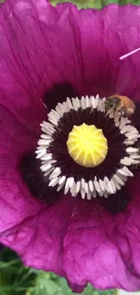 Close-up of a vibrant purple flower with detailed petals and bees.