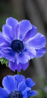 Vibrant purple anemone flowers in full bloom.