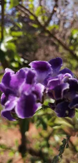 Close-up of a vibrant purple flower in natural sunlight.