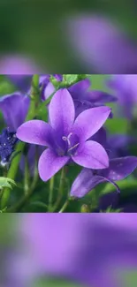 A vibrant purple flower amidst lush greenery, perfect for nature-themed wallpapers.