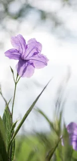 Vibrant purple flower with blurred natural background.