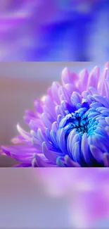 Vibrant purple flower with blue petals on a smartphone wallpaper background.