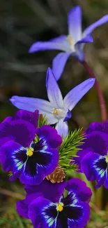 Purple flowers in nature wallpaper with vibrant colors.