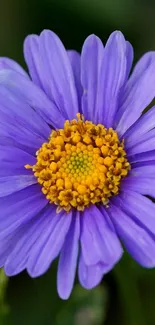 Close-up of a vibrant purple flower with detailed petals.