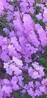 Vibrant purple flowers in full bloom creating a beautiful garden scene.