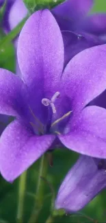 Vibrant purple flower against lush green backdrop.