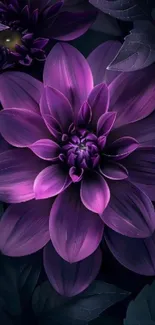 Dark purple flower with detailed petals and leaves.