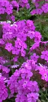 Vibrant purple flowers blooming in a garden backdrop.