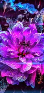 Vibrant purple flower with dewdrops, perfect as wallpaper.