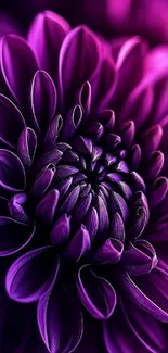 Close-up of a vibrant purple flower.