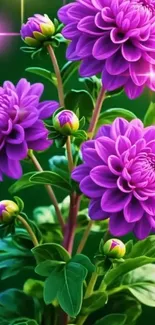 Vibrant purple flowers with lush green leaves.