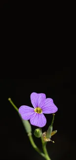 Vibrant purple flower with a dark background mobile wallpaper.