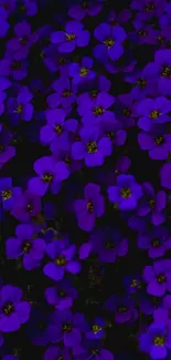 Vibrant mobile wallpaper with purple flowers.