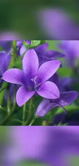 Close-up of a vibrant purple flower with lush green leaves.