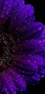 Close-up of a vibrant purple flower with water droplets.