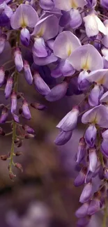 Mobile wallpaper featuring vibrant cascading purple flowers.