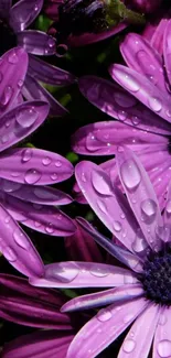 Purple daisies with dew drops wet petals close-up.