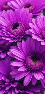 Purple daisy flowers arranged closely together.