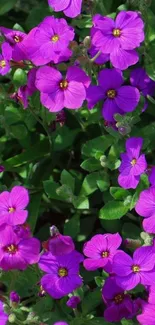 Vibrant purple flowers with lush green leaves.