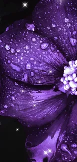 Purple flower with water droplets and sparkles on a dark background.