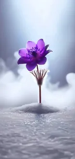 Purple flower amidst misty background wallpaper.