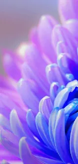 Close view of vibrant purple flower petals with blue and pink hues.