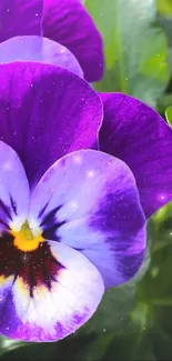 Vibrant purple flowers with green leaves in a natural setting.