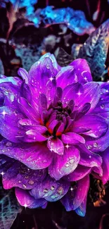 Vibrant purple flower with dew drops and vivid petals.