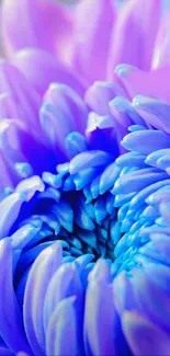 Vibrant purple and blue flower with detailed petals.