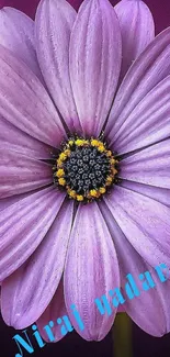 Close-up of a vibrant purple flower on a dark background.