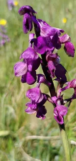 Close-up of a vibrant purple wild orchid in a field setting.