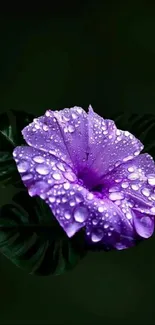 Mobile wallpaper featuring a vibrant purple flower with dewdrops on dark green leaves.