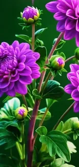 Vibrant purple flowers with lush green stems.
