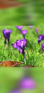 Purple crocus flowers blooming in green grass.