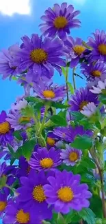 Purple flowers with yellow centers against a blue sky.