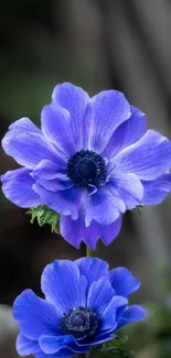 Beautiful purple anemone flowers in bloom, perfect for mobile wallpaper.