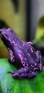 Purple frog with pink patterns on a green leaf, vibrant nature wallpaper.