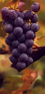 A vibrant cluster of purple grapes hanging on a vine with an autumn background.