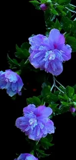 Purple hibiscus flowers on a black background, vibrant and elegant.