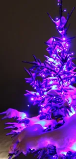 Snow-covered tree with purple holiday lights.