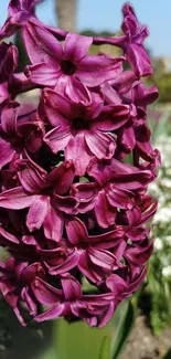 Close-up of vibrant purple hyacinth flower blooming in a garden.