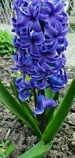 Purple hyacinth bloom with green leaves in a garden.