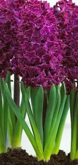 Mobile wallpaper of vibrant purple hyacinth flowers in full bloom.